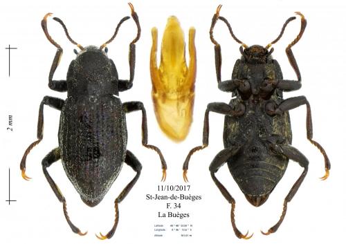 Riolus subviolaceus